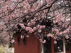 -桃花堤公园