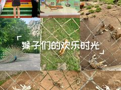 -西霞口神雕山野生动物世界