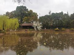 -桂湖森林公园
