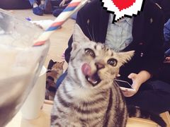 -萌喵宠狗爱心宠咖