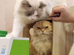 -猫咪派对(江南西店)