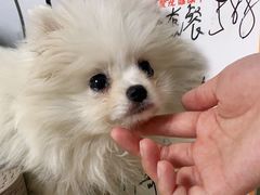 -宠颐生宠物医院外科·内科·皮肤科·影像科(石龙店)