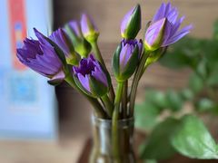 -秦美花卉(天朗·莱茵小城2期店)