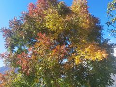 -肖肖酸萝卜鱼火锅(总店)