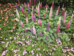 -西湖外事游船(花港观鱼码头)