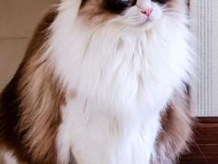 -柚子猫舍·精品猫舍购猫·猫咪认养·购宠·宠物店