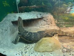 -上海大自然野生昆虫馆