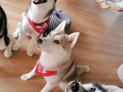-Husky Go! 哈士奇体验馆·宠物咖啡厅狗咖