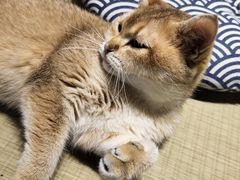 -逗柴咖啡屋·狗咖猫咖宠物桌游