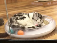 -袖虎·猫馆(体育西路店)