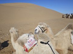 -银肯塔拉沙漠生态旅游景区