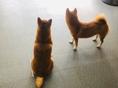 -柴源莊·柴小宠柴犬咖啡