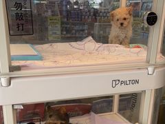 -翊宠yipet猫狗购宠庄园犬舍•猫舍