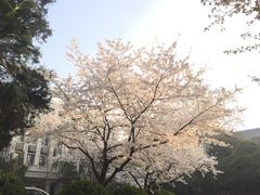 -武汉大学-樱园