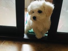 -宠颐生动物医院·心脏科·保险定点(锦阳分院)