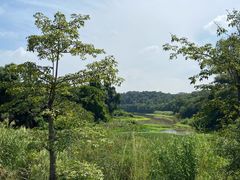 -南宁良凤江国家森林公园