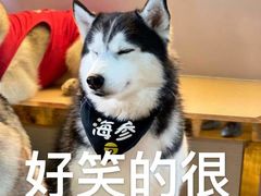-Husky Go! 哈士奇体验馆·宠物咖啡厅狗咖