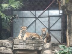 -深圳野生动物园