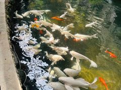 -南宫五洲植物乐园