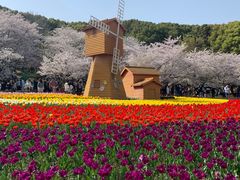 -苏州上方山国家森林公园
