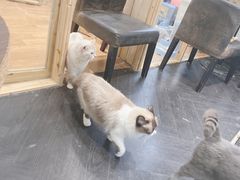 -猫色咖啡·猫咖