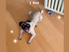 -萌宠之家·腊肠犬·马尔泰·小体犬舍