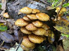 -峡谷浮石林景区