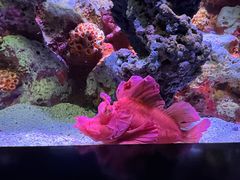 -暹罗海洋世界