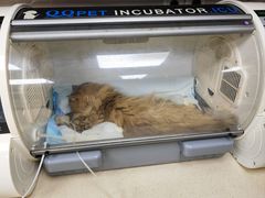 -爱侣·安琦尔宠物医院·中兽医针灸·心内科·狂犬免疫点(宝山区院)