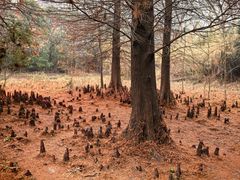 -溱湖国家湿地公园