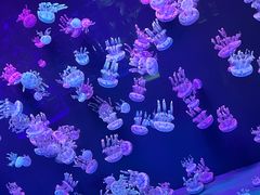 -石家庄极地海洋世界