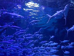 -海合安武汉极地海洋公园
