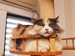 -团子家猫咪猫咖馆·柯基·柯尔鸭
