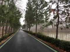 -合肥滨湖国家森林公园