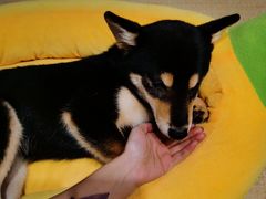 -逗柴咖啡屋·狗咖猫咖宠物桌游