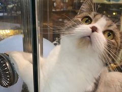 -more than meow吴止猫主题餐厅(承德 中船汇店)