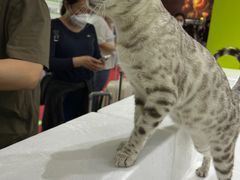 -东浩兰生上海世博展览馆