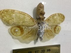 -上海昆虫博物馆