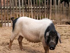 -肉欢 · 两头乌鲜肉涮锅(中山南路店)