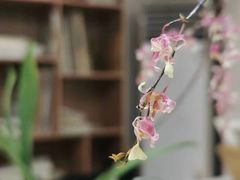 -六出私塾LiuChu•成人美术书法系统课程专业画室(熊婆婆的花园店)