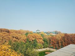 -武汉大学-樱园