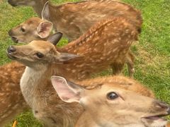 -北京鹿世界主题园