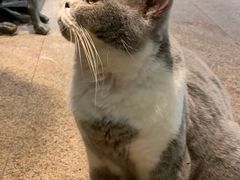 -more than meow吴止猫主题餐厅(承德 中船汇店)