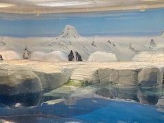 -上海海洋水族馆