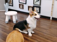 -柯斗斗主题餐厅·狗咖·围炉煮茶·茶饮(国瑞升平里店)