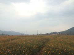 花海-美的鹭湖森林度假区