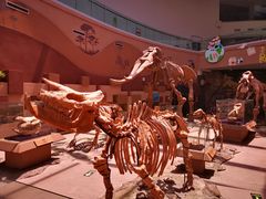 -陕西自然博物馆