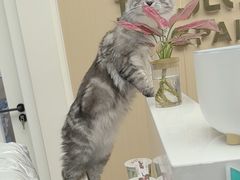 -瑞派康怡24h宠物医院·犬猫医疗中心·微创绝育(瑞景分院)