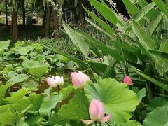 -陈家山荷花公园
