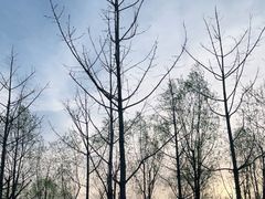 -马家湾湿地公园